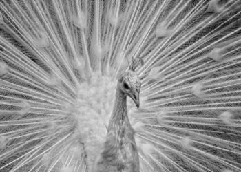 REGE – Madár-Távlatból Novák Eszter fotóssal