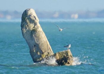 KŐOROSZLÁN  – Tizennyolc év után levadászták