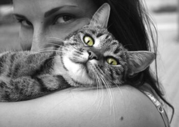 A macska ideális élettere és gondozásának alapjai