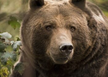 Népi időjóslás: Megmondta a medve