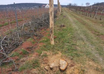 PUSZTÍTÁS – Kivágták a virágzó mandulafákat