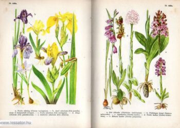 Csapody Vera – Növénymeghatározó, amikor még béke volt