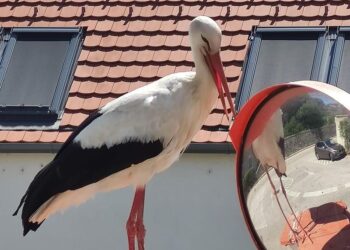 GÓLYÁK – A veszélyeztetésük is büntetendő