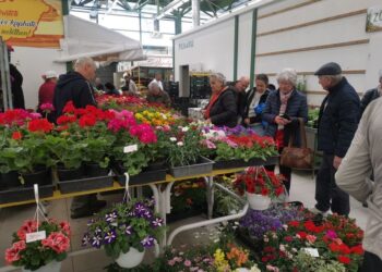 Tavaszi piac: Palánták, virágok