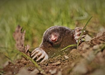 Gyönyörű gyep, egyszerűen