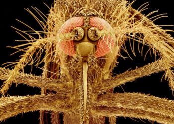 SZERETNEK A SZÚNYOGOK? – Megmondjuk miért