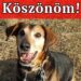 &Aacute;LLATV&Eacute;DŐ EGYES&Uuml;LET VESZPR&Eacute;M &ndash; Hisznek, b&iacute;znak, seg&iacute;tenek