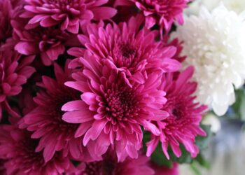 Bátran dekoráljunk bármely évszakban mű krizantémcsokorral!