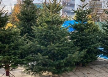 Karácsonyi fenyő – Valódival védhető a világ