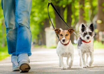 PET-SITTING – Háziállatokra vigyáznak, világot járnak