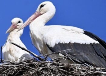 GÓLYAFÉSZEK – Ma az asszonyka is megérkezett!