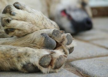 Mit tegyél, ha elpusztult a kutyusod?