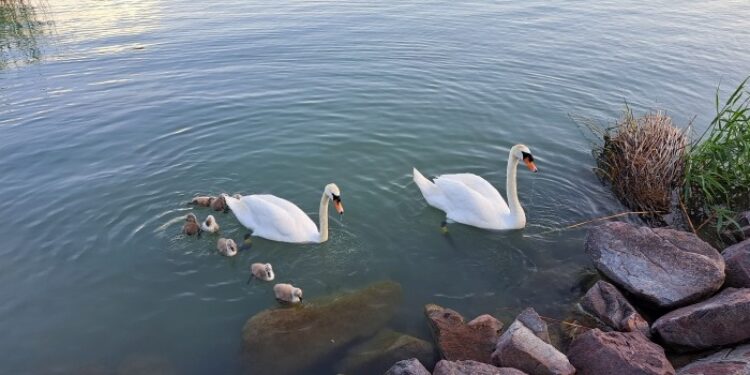 hattyúk, HATTYÚK – Támadnak a Balaton szépségei