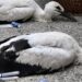 G&Oacute;LYAGYŰRŰZ&Eacute;S &ndash; Egyed&uuml;l maradt az &Aacute;rp&aacute;d utcai g&oacute;lyamama