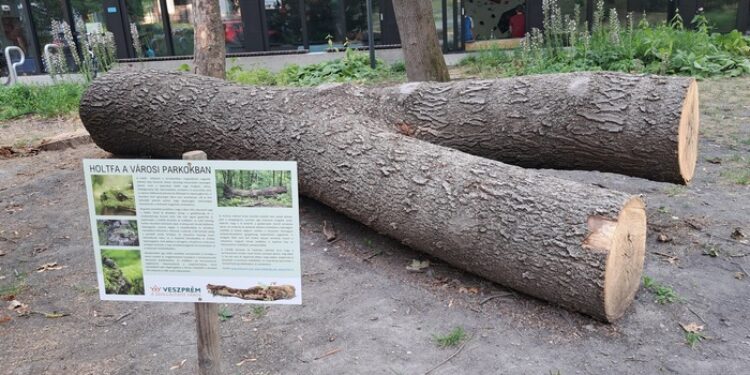 holtfa, HOLTFA – Új elem a városi parkban