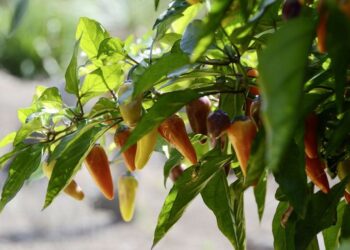 Érdekességek a chili paprikák világából