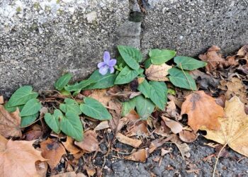 VÉNUSZVIRÁG – avagy bátor kis ibolya