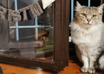 NAPIMORGÓ – Diótörés és macskajaj