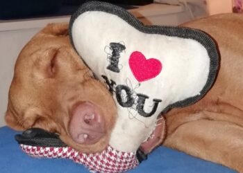 ÁLLATOTTHON – Ingyenes önkéntesképzés állatbarátoknak