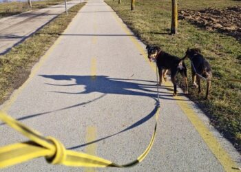 ÁLLATOTTHON – Boldog órák a menhelyen