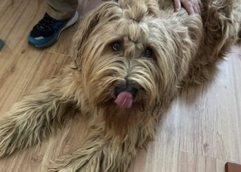 ÁLLATOTTHON – Szeretet, lefárasztás, fegyelem