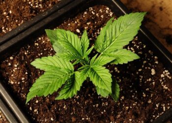 Biostimulátorok: a növénytermesztés jövője