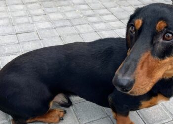 EGY SZÁZALÉK – Picur szerint is jó helyre kerül