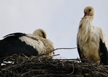 GÓLYAFÉSZEK – Örömhír a gólyabarátoknak