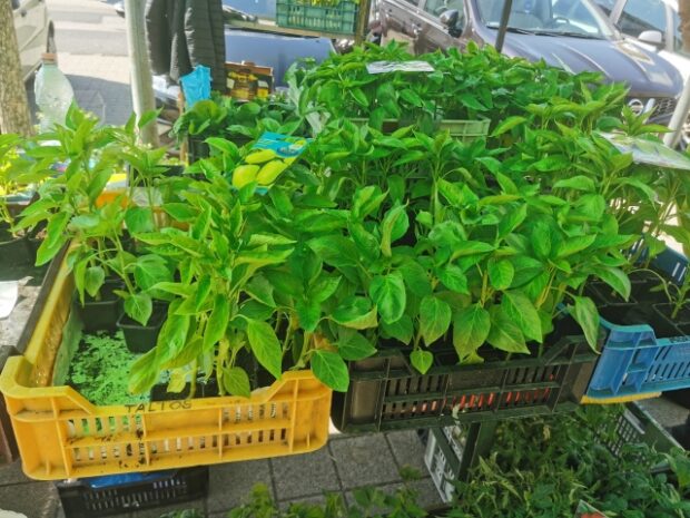 gyümölcspiac, GYÜMÖLCSPIAC – Kicsivel drágább, mint tavaly