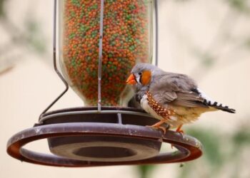Mit egyenek a madarak az etetőben?