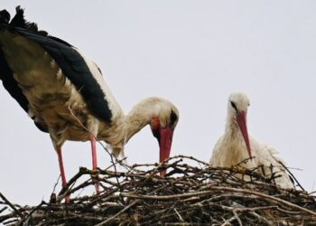 GÓLYAGYŰRŰZÉS – Kicsik még, de egészségesek