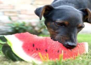 NAPI MORGÓ – Dinnye ügyében mindenki lódít?