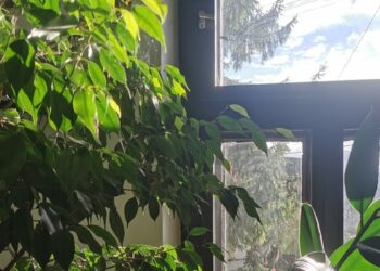 ÖT HÓNAP SZOBAFOGSÁG – Stresszelnek a növények