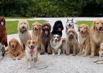 NYOMTASS TE IS! – Lehet-e hazugságokkal választást nyerni?