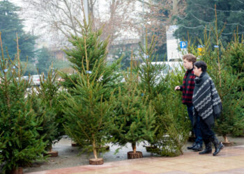 KAR&Aacute;CSONYFA DECEMBERBEN &ndash; Mikort&oacute;l &aacute;lljanak?