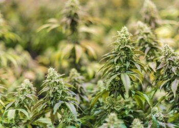 A CBD olaj lehetséges szerepe a tudatos életmódban