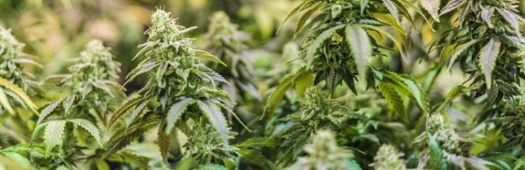 A CBD olaj lehetséges szerepe a tudatos életmódban