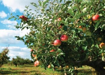 Almabotrány – A kukacos a tuti?