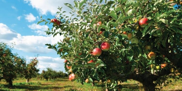 almabotrány, Almabotrány – A kukacos a tuti?