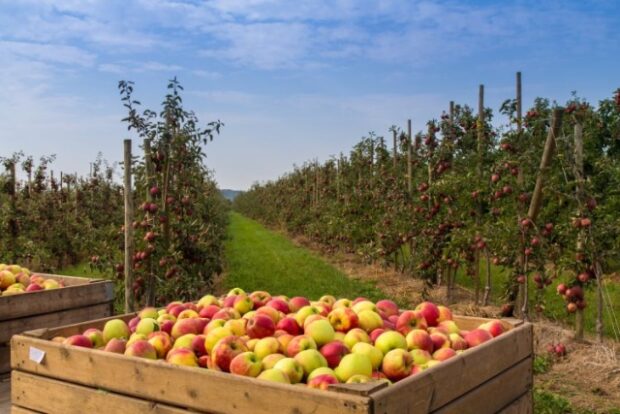 almabotrány, Almabotrány – A kukacos a tuti?