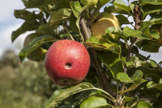 almabotrány, Almabotrány – A kukacos a tuti?