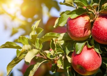 VESZÉLYES ÉLELMISZEREK – Éva almája