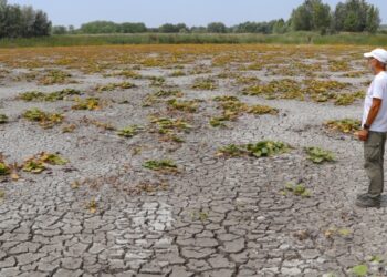 KITEKINTŐ &ndash; M&eacute;diaszemle a&nbsp;f&uuml;ggetlen helyi sajt&oacute;b&oacute;l