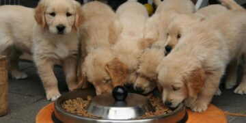 Az eg&eacute;szs&eacute;ges t&aacute;pl&aacute;lkoz&aacute;s szerepe a kuty&aacute;k &eacute;let&eacute;ben